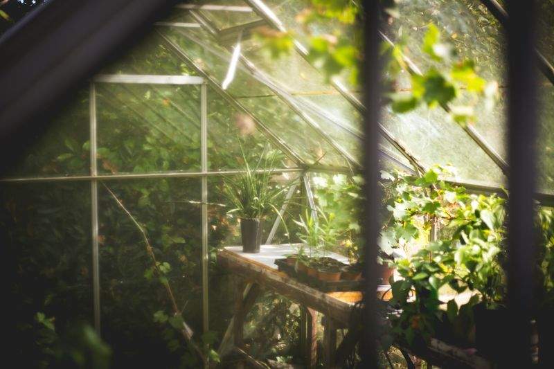 Backyard Landscape Cleanup and Replanting