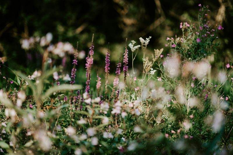 Garden design and planning