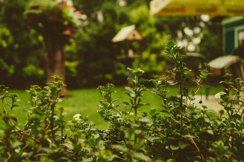 Shrub and hedge trimming