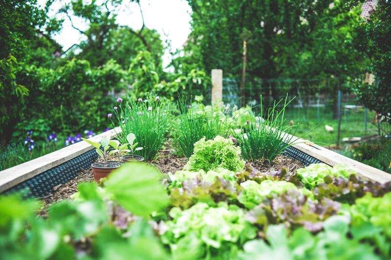 Mulching and soil improvement